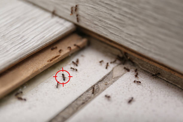 Best Pest Removal Services  in Claxton, GA